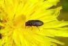 Anthaxia sp.